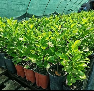 Semena i sadnice: Lovor višnja – sadnice u saksiji - Zimzelene sadnice Prunus — 2