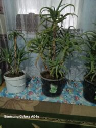 шкафы для вешей: Другие товары для дома и сада