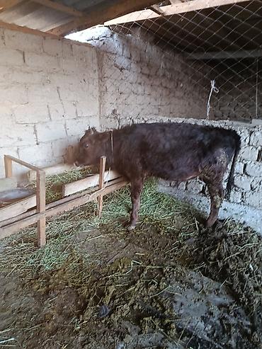 Коровы, быки: Продаю | Бык (самец) | Абердин-ангус — 1