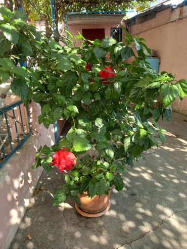 алоэ гулунун дарылык касиети: Qırmızı çiçəkləri olan saksı hibiskus (Çin qızılgülü) - Bitki