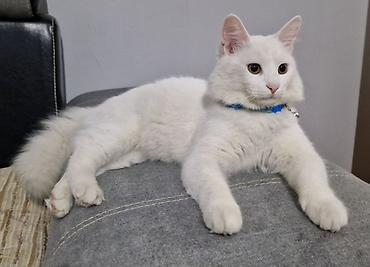 Pişiklər: Türk anqora, Erkək — 3