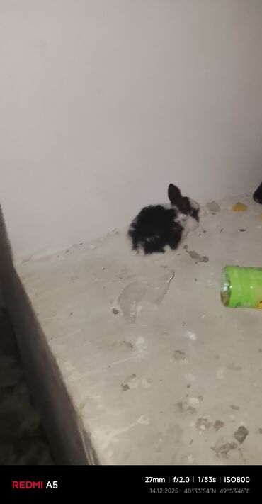 Gəmiricilər: Salam dovşan balaları satılır. Sevdiklərinizi yeni ilde sevindirmək — 9