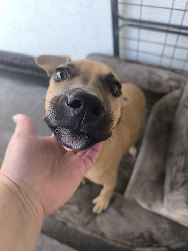 Продажа собак: ❤️🐾 Продам в хорошие руки питбуля Спарту! 🐾❤️ Знакомьтесь, это наша — 2