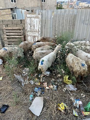 jersey cinsi: Qoyun sürüsü – yerli cins qarışığı - Təyinat: ət və damazlıq üçün — 4