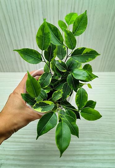 каланхоя: КОМНАТНЫЕ ЦВЕТЫ ПРОДАЮ 🌱 Каланхоэ - 100 🌱 Сингониум Пикси - 250 🌱 — 9