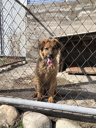 Продажа собак: Овчарка, 4 месяца, Самка — 2