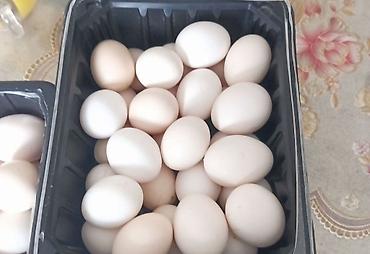 Птицы: Продам карликовых кур бемтамок, Китайский шелк: петушки и курочки — 16