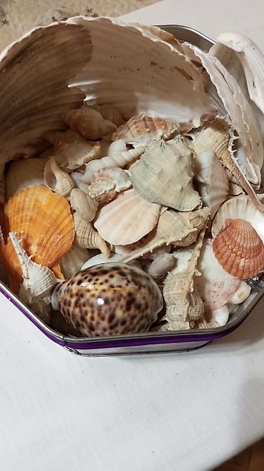 ağ xasqi: Akvarium üçün dəniz qabıqları kolleksiyası. Hamısı birlikdə satılır — 3
