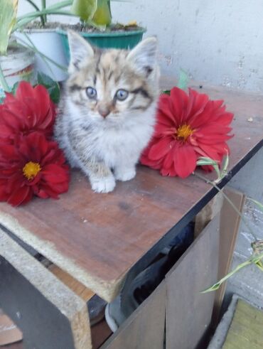 молочное оборудование: Девочка, Приучена к лотку