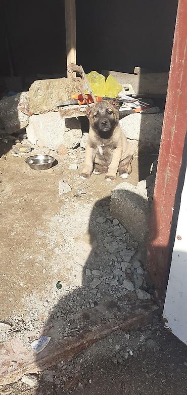 İtlər: Kanqal, 1 ay, Erkek — 6