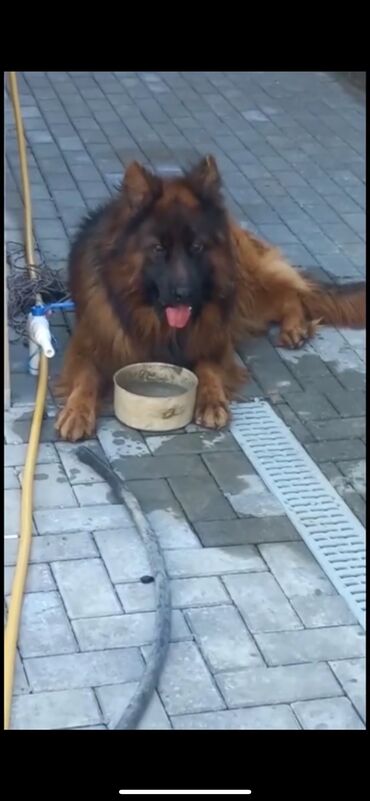 İtlər: Alman çoban iti, 3 ay, Erkek, Peyvəndli — 24