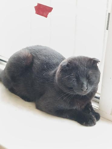 Pişiklər: Şotland — 7