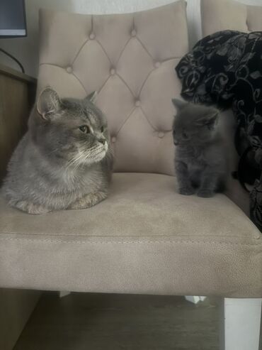 шотландская кошка шиншилла: Отдам даром котенка, в добрые руки, очень ласковый игривый, к лотку