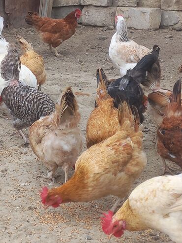 cins ineklerin satisi: Курица, Для мяса