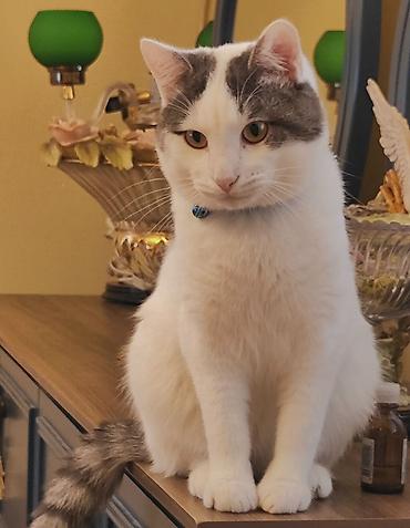 Pişiklər: Dişi, Erkək, Yaxşı əllərə — 8