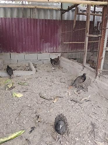 фазан цена: Продаю молодых охотничьих фазанов — 6