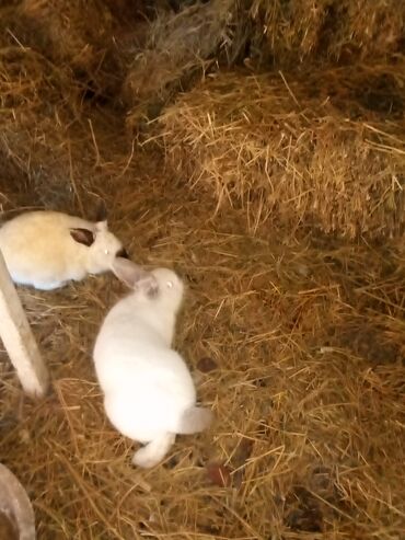 Dovşanlar: Ağ tüklü dovşan balaları.anasi atasi hamsi biryerde satilir.anasi — 11
