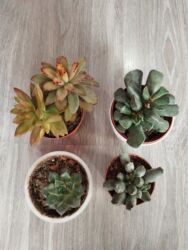 lancar bitkisi: Məhsul təsviri: - Fərqli növlərdən ibarət 4 ədəd şirəli (sukkulent)
