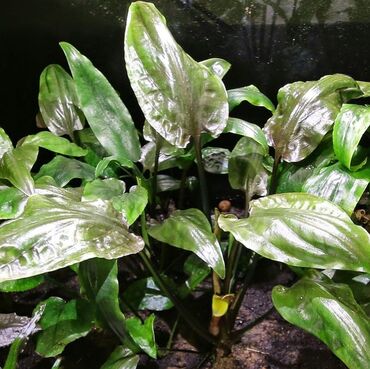 ящик для пчёл: Криптокарина (понтедереиволистная). Цена: 7-8см, 200 сом. 13-15см, 500