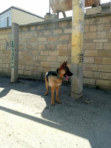 meydan itleri: Alman çoban iti, 7 ay, Dişi, Peyvəndli, Ödənişli çatdırılma — 3