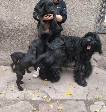 собака той терьер: Щенки крупные черные . Метисы отец породы Ризеншнауцер (виден на