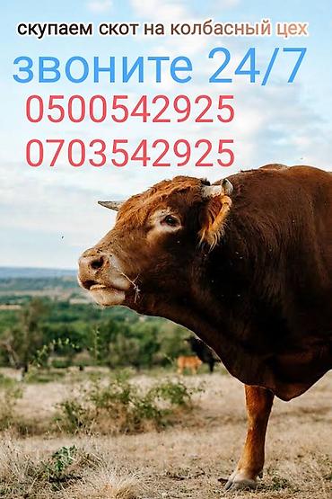 гуси утки: Колбасный цех : Коровы, быки, | Круглосуточно — 3