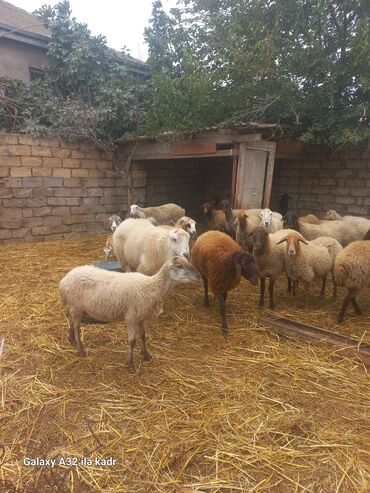 Qoyunlar, qoçlar: Qoyun sürüsü – yerli cinslərin qarışığı - Şəkillərdə kənd həyətində — 2