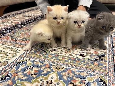 heyvan pisik: Ev pişik balaları – müxtəlif rənglər - Cins: ev pişiyi (qarışıq) - — 4