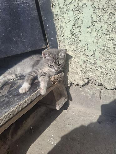 кошка породистые: Кошка даром: Беспородная, Мальчик — 3