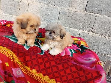 it satisi: Pekines, 2 ay, Erkək, Ödənişli çatdırılma — 8