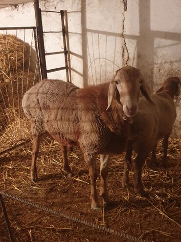 продажа баранов в бишкеке: Продаю | Баран (самец) | Для разведения | Племенные