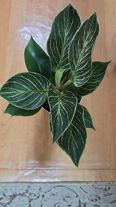 Антуриумы: Антуриум Андре (Anthurium andreanum) - Эффектный комнатный ароид с — 15