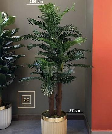 dibcək gulləri ev gulleri ve adlari: Palmə Gloria Garden⁠ mağazasından alınıb. Agacın özü 150 azn, dibçək — 1