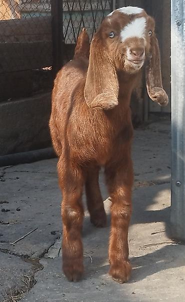 Козы, козлы: Продаю | Коза (самка), Козёл (самец), Козлёнок | Битал | Для разведения — 5