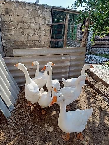 Qazlar: Salam. Linda qazı satılır 7 eded. damazlıq heyvanlardı - Cins: ağ ev — 2
