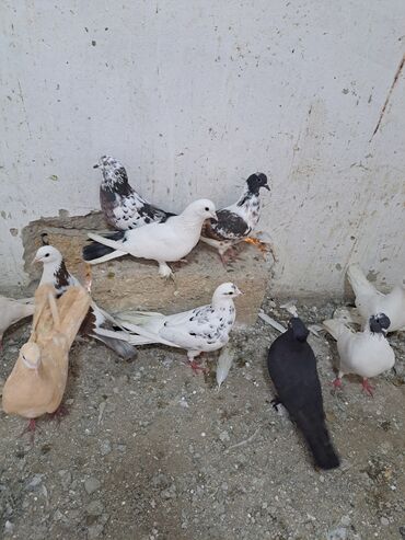 Göyərçinlər: Salam. goyercinler kom 6 manat tek tek 8 manat. goyercinle Bakının — 12