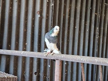 Другие с/х животные: Порода: СРОЧНО МОГУ ПРОДАТЬ ОПТОМ ЦЕНОЙ НЕ ОБИДЕМ декоративные голуби — 1