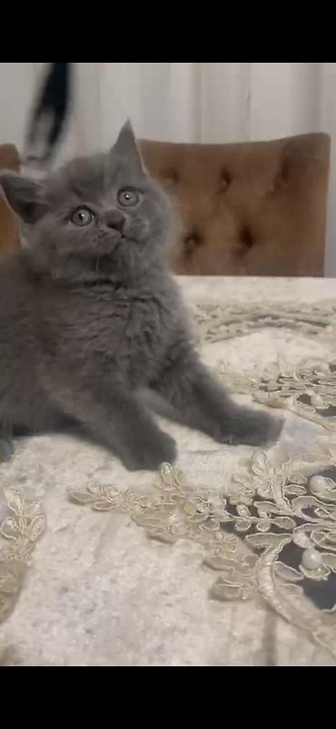 Pişiklər: Şotland, Erkək, Dişi — 12