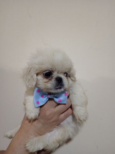 layka iti qiymeti: Pekines, 2 ay, Erkek, Peyvəndli, Ünvandan götürmə, Ödənişli çatdırılma