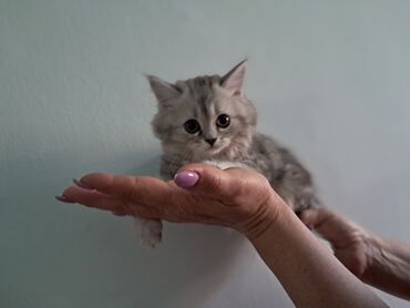 жалал абад кошка: Скотиш Страйт (Шотландиялык тик кулактуу), 2 айлык, Ургаачы, Лотокко барууга үйрөтүлгөн, Курттардан тазаланган, Эмделген