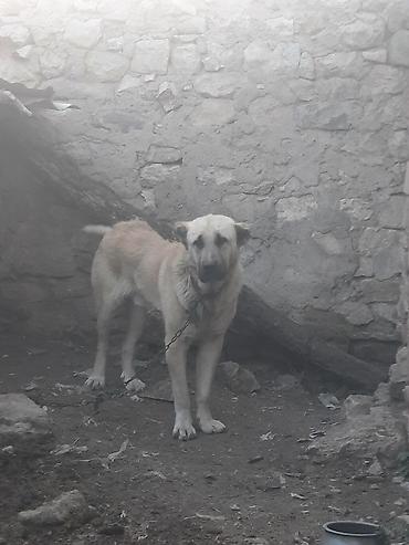www.toyuq ve cuce yem qablari: Kanqal, 1 il, Erkək, Peyvəndli, Ünvandan götürmə — 2