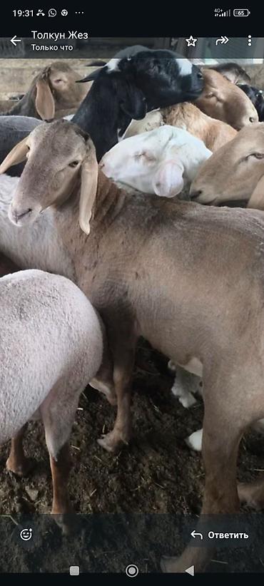 Баран, овца: Продаю | Овца (самка) — 5