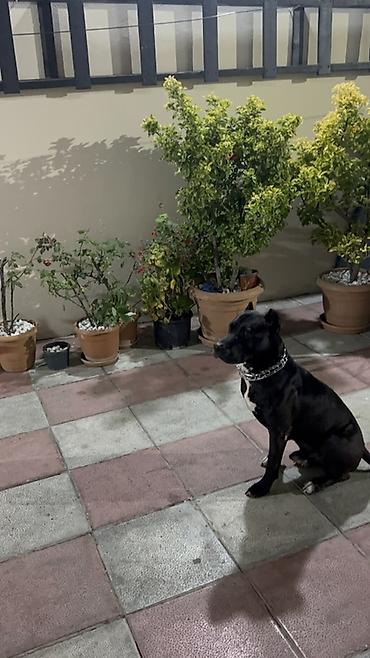 pitbul itlər: Pitbul, 2 il, Erkək, Cütləşmə üçün — 4