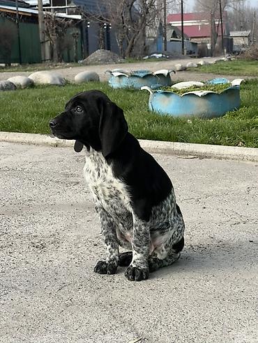 Продажа собак: Продаются щенки курцхаара. Дата рождения: 12 января 2026 г. Порода — 18