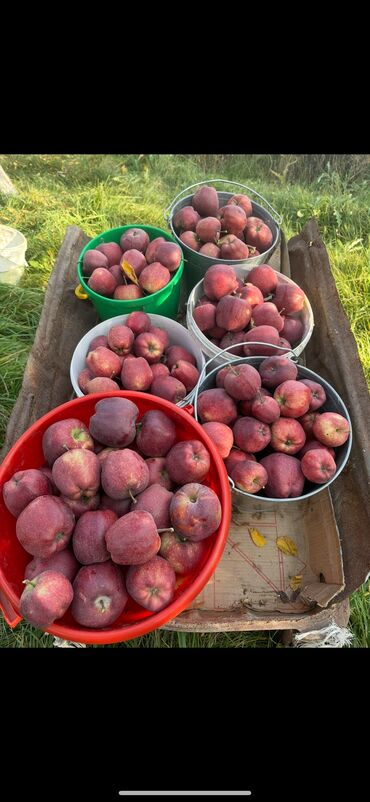 продам масло: Яблоки Крипсон, Оптом