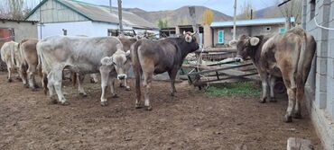 Коровы, быки: Продаю | Корова (самка) | Швицкая | Для разведения | Стельные — 15