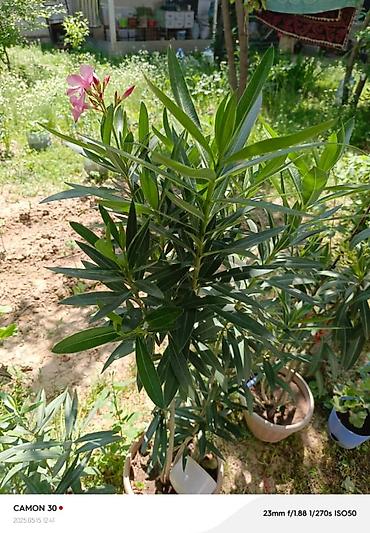 Другие садовые цветы и кустарники: ОЛЕАНДР 
ОЛЕАНДРЫ

Олеандр деревья 

саженцы 3х голичные

детки — 5