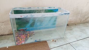 akvarium baliqlari satisi: Hamsı satılır. Qiymət razılaşma yolu ilə, Vp yazın