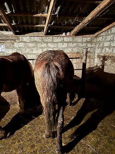 Лошади, кони: Продаю | Кобыла (самка), Конь (самец), Жеребенок | Полукровка | На забой, Для разведения, Для молока — 17