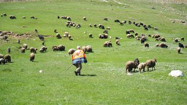 iş elanları 2023 sumqayıt: Rasiyada İşləmək üçün çobanlar tələb olunur əməkhaqqı 700azn Artımlı